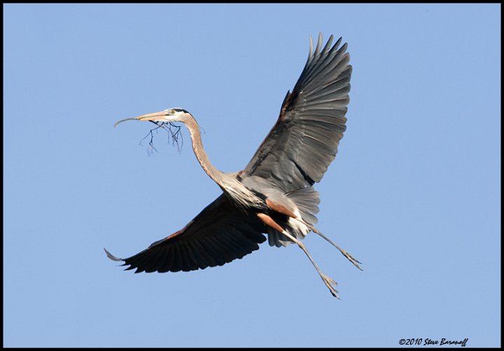 _0SB6692 great-blue heron bringing nesting material.jpg
